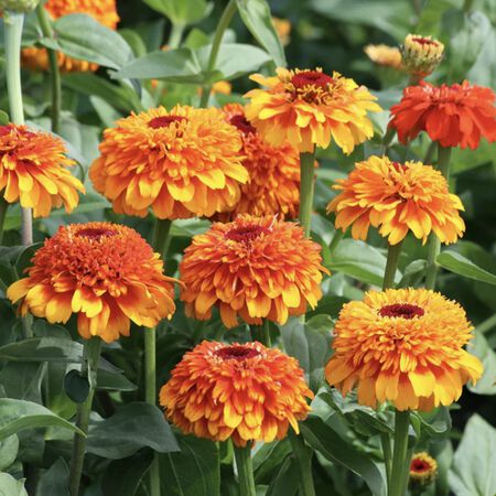Zinderella Orange, Zinnia Seeds - Packet image number null
